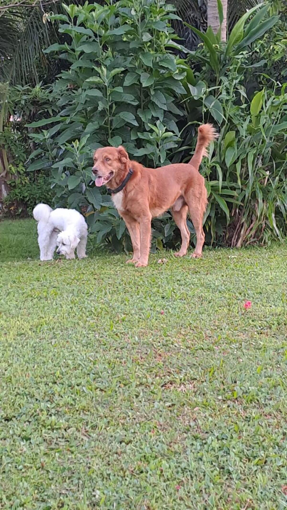 Adoption Maroon