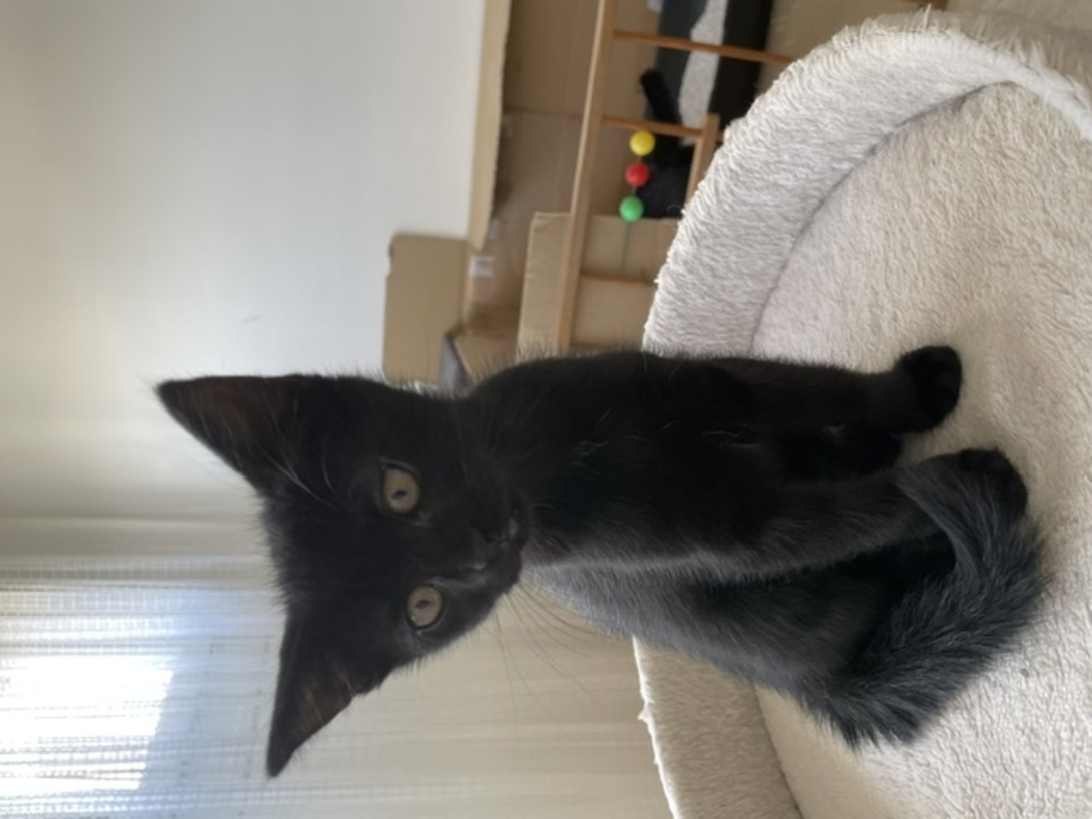 Adoption BETSI