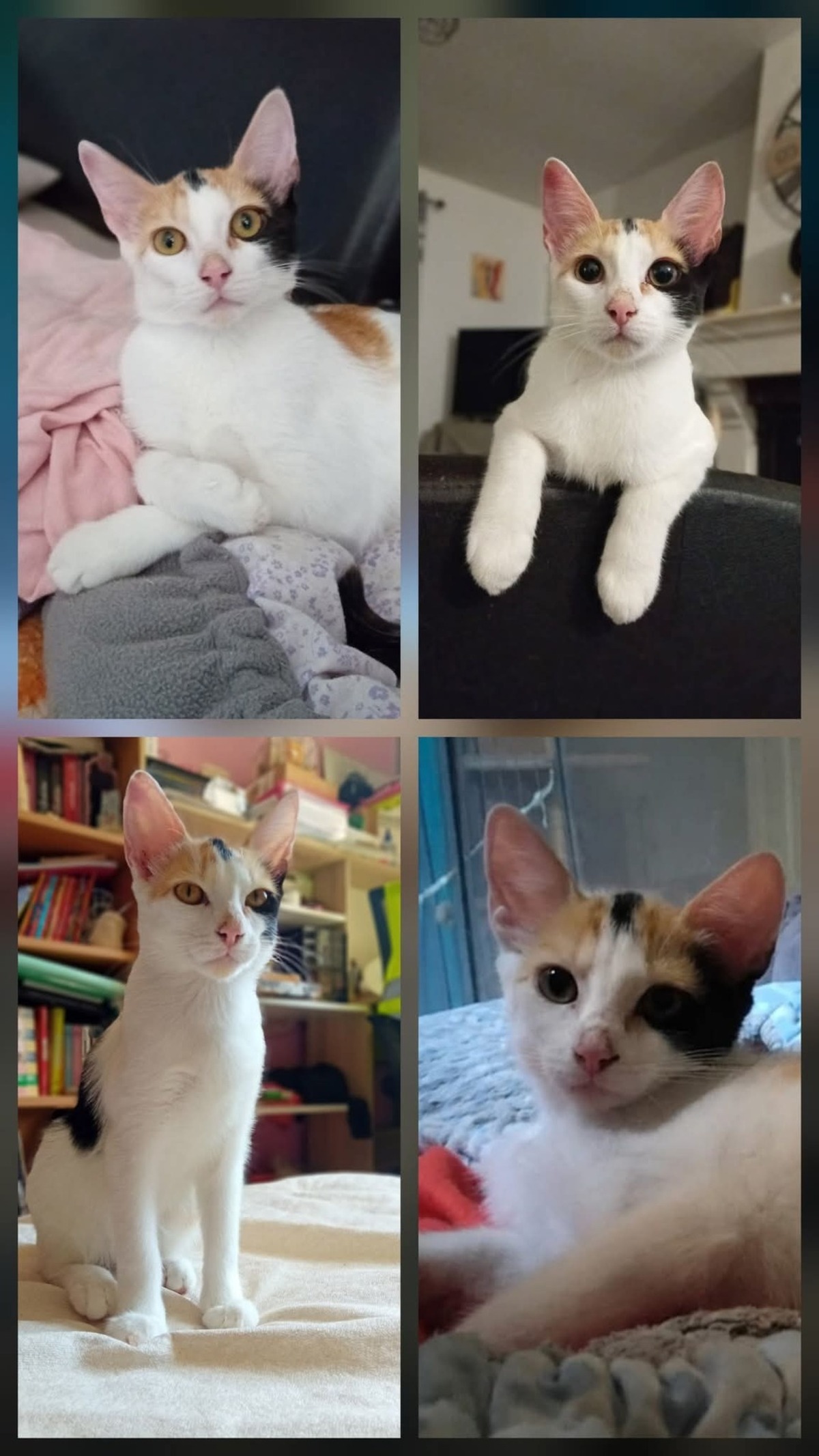 Adoption Baya