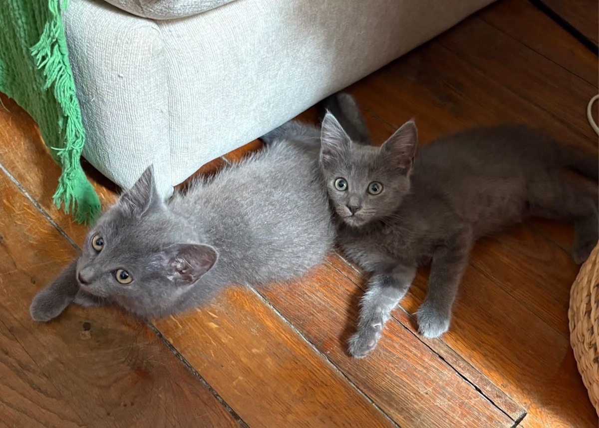 Adoption NUBE ET NUIAQ