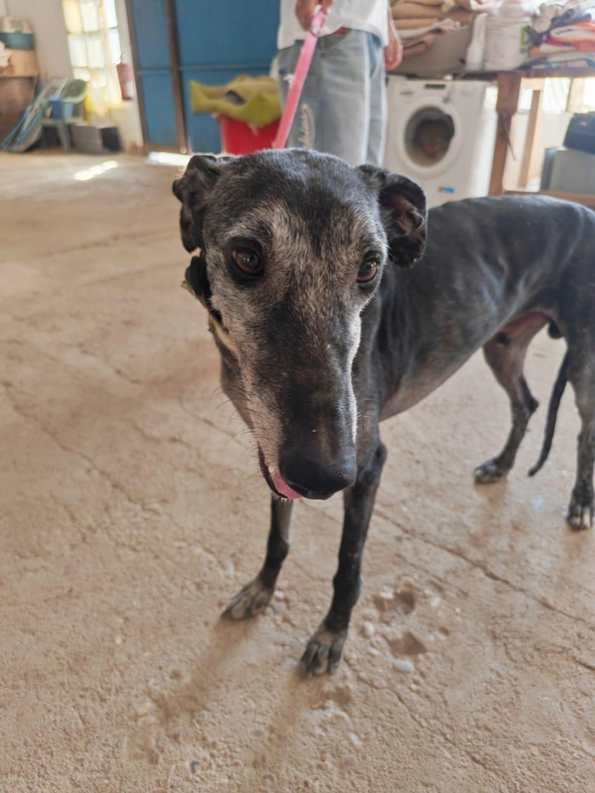 Adoption Mizu