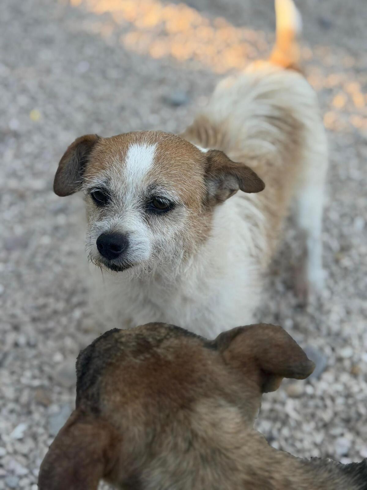 Adoption Pitufa