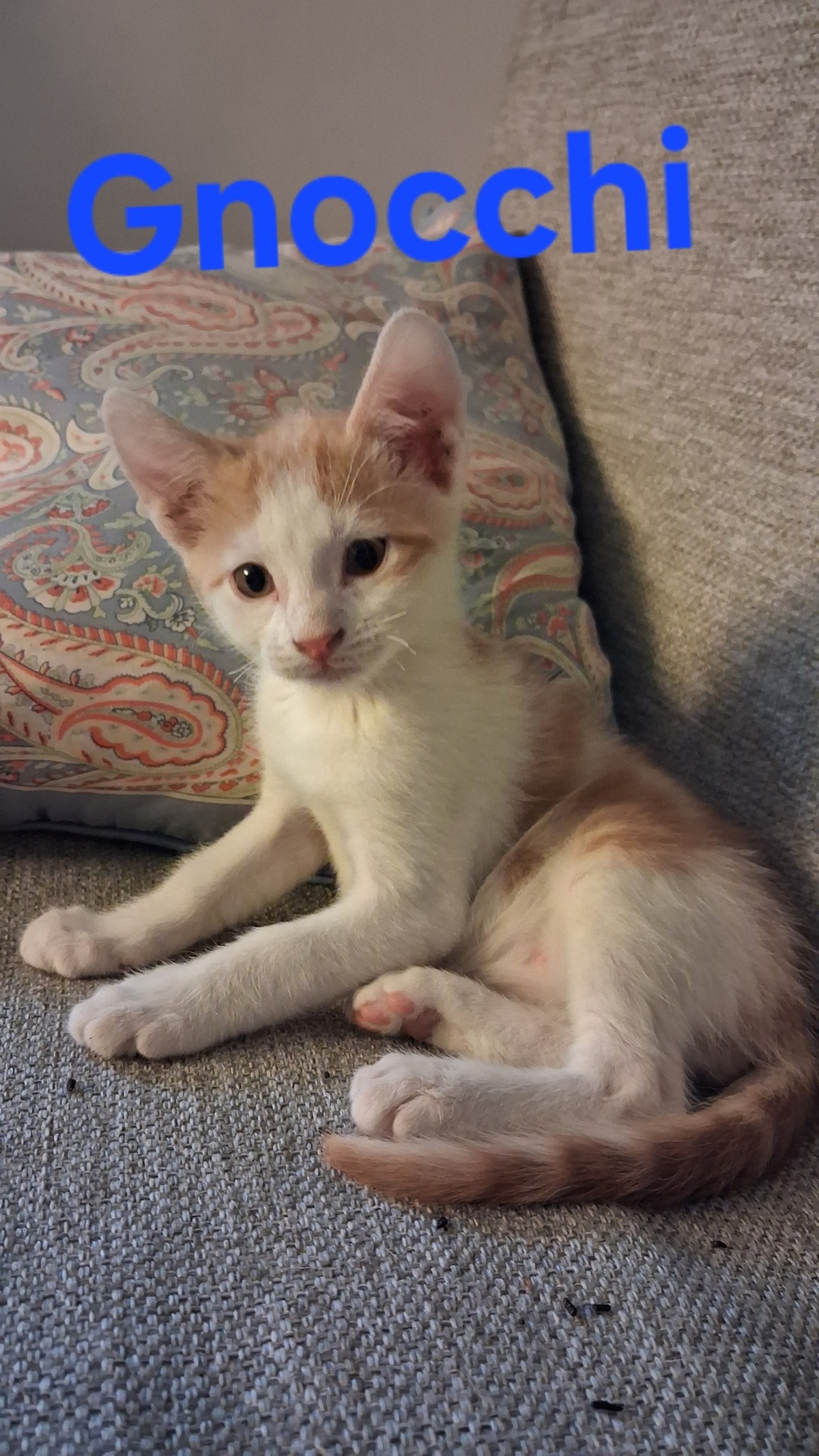 Adoption Gnocchi
