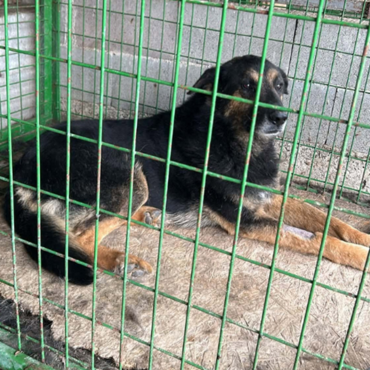 Adoption COOPER