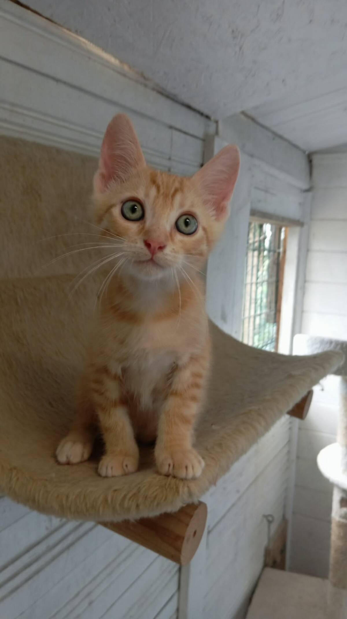Adoption Jupiter