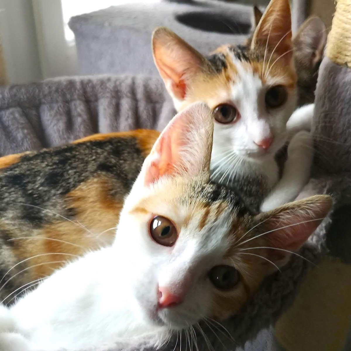 Adoption Leia