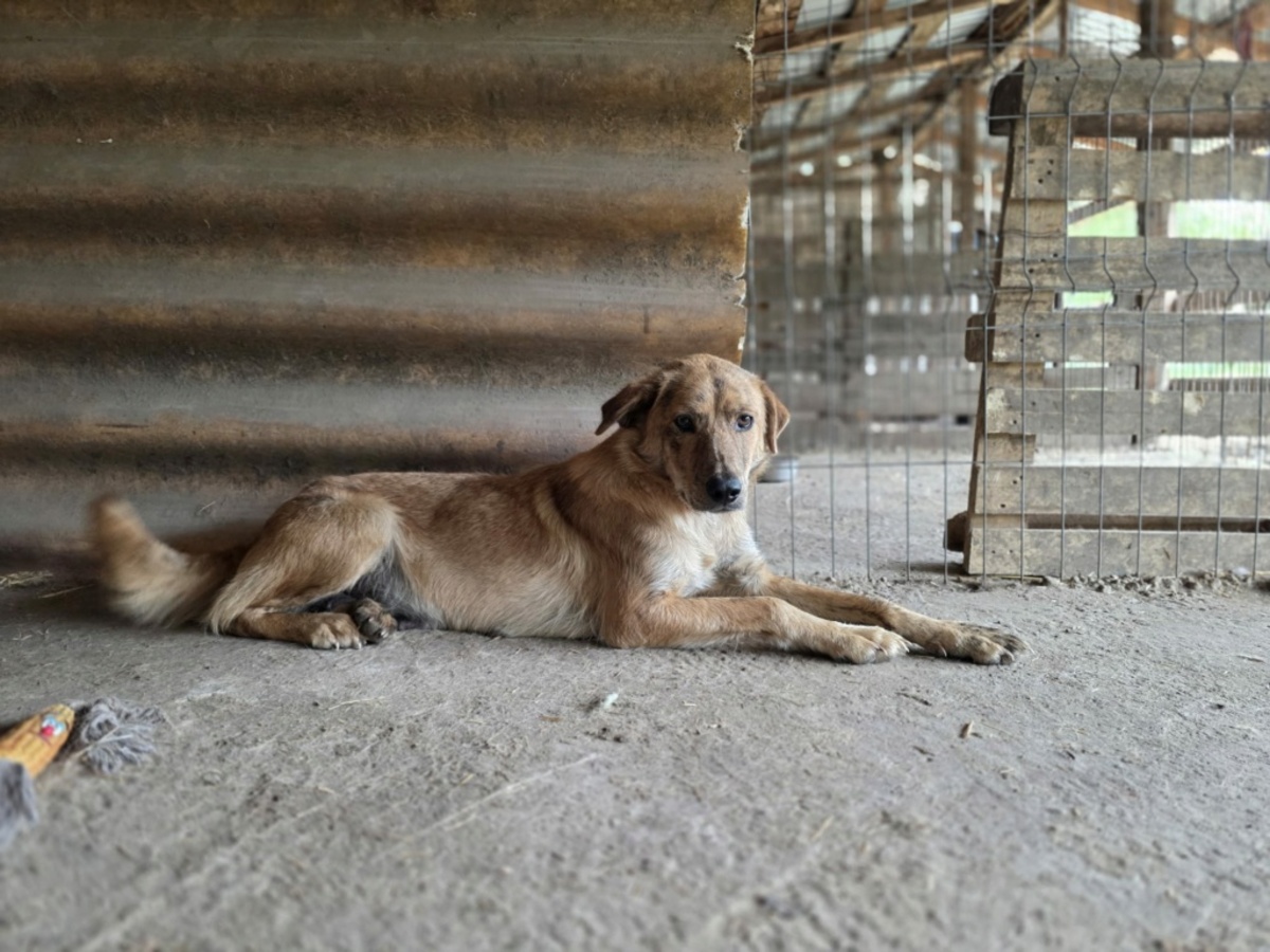 Adoption Slatka