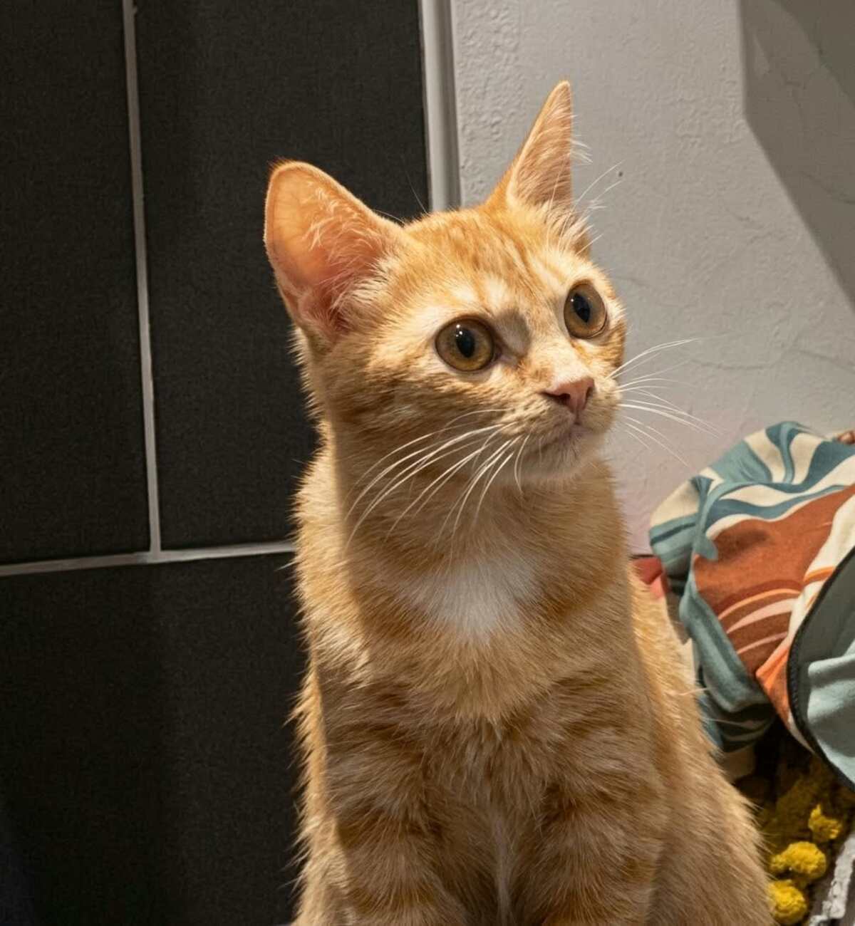 Adoption Balzac et Sézane