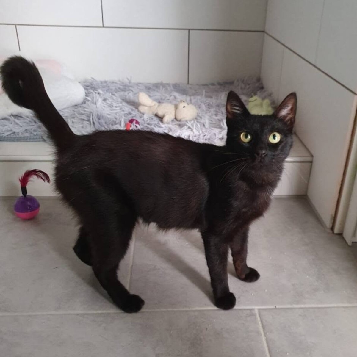 Adoption AMALYA