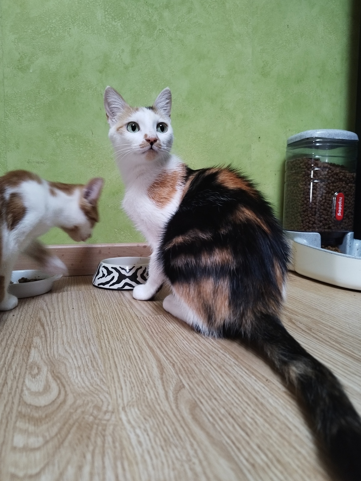Adoption Nynæve