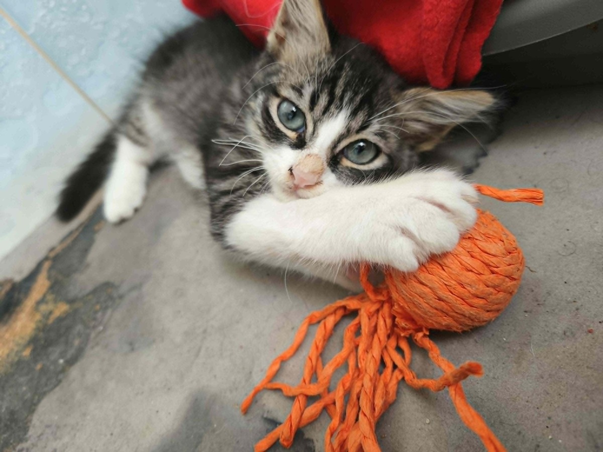 Adoption MANNY