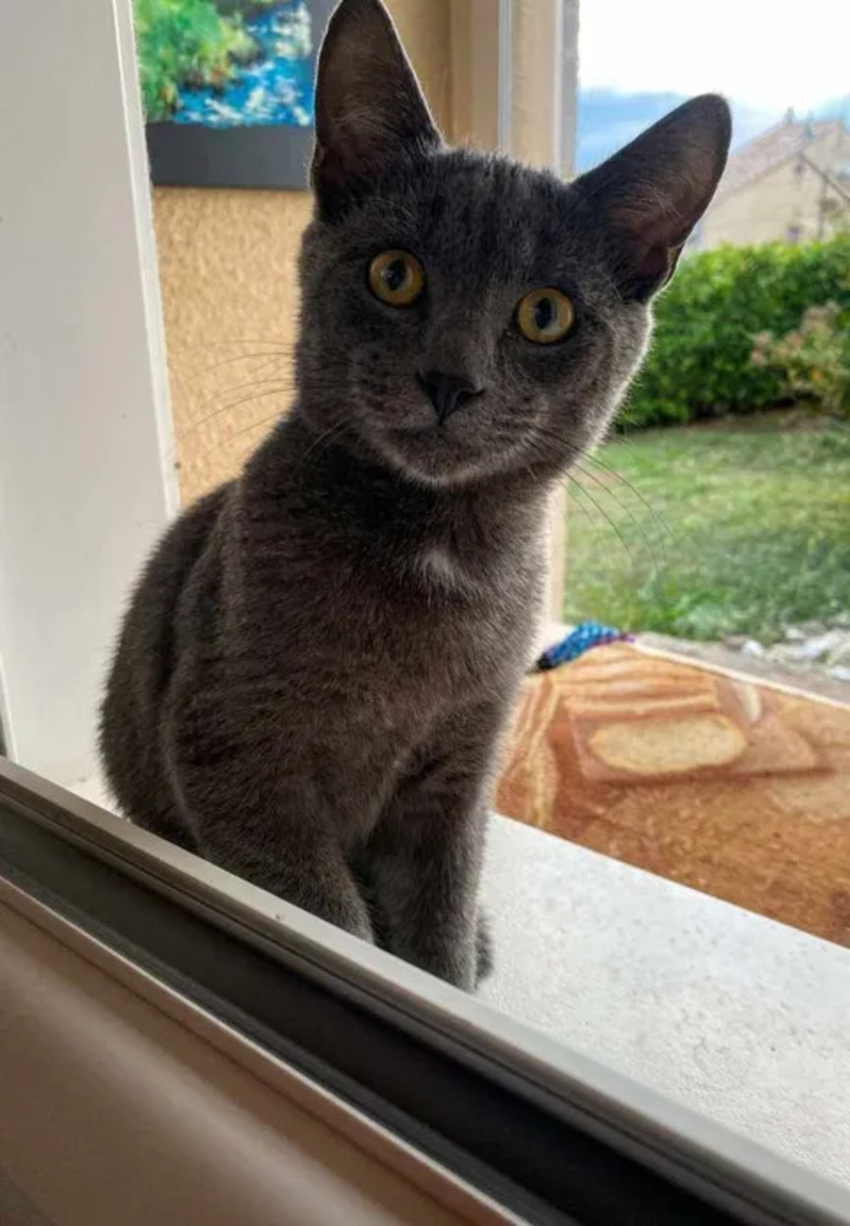 Adoption Bobby
