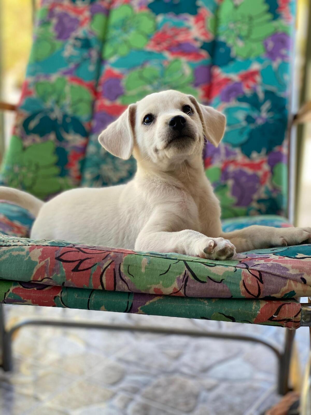 Adoption Lucky