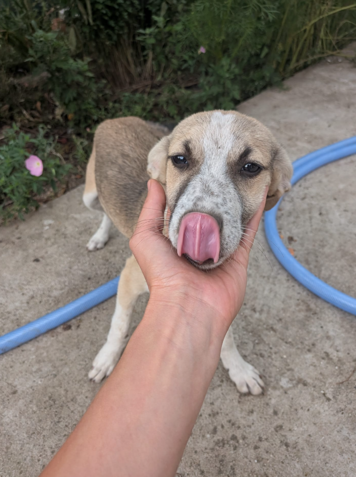 Adoption Allan