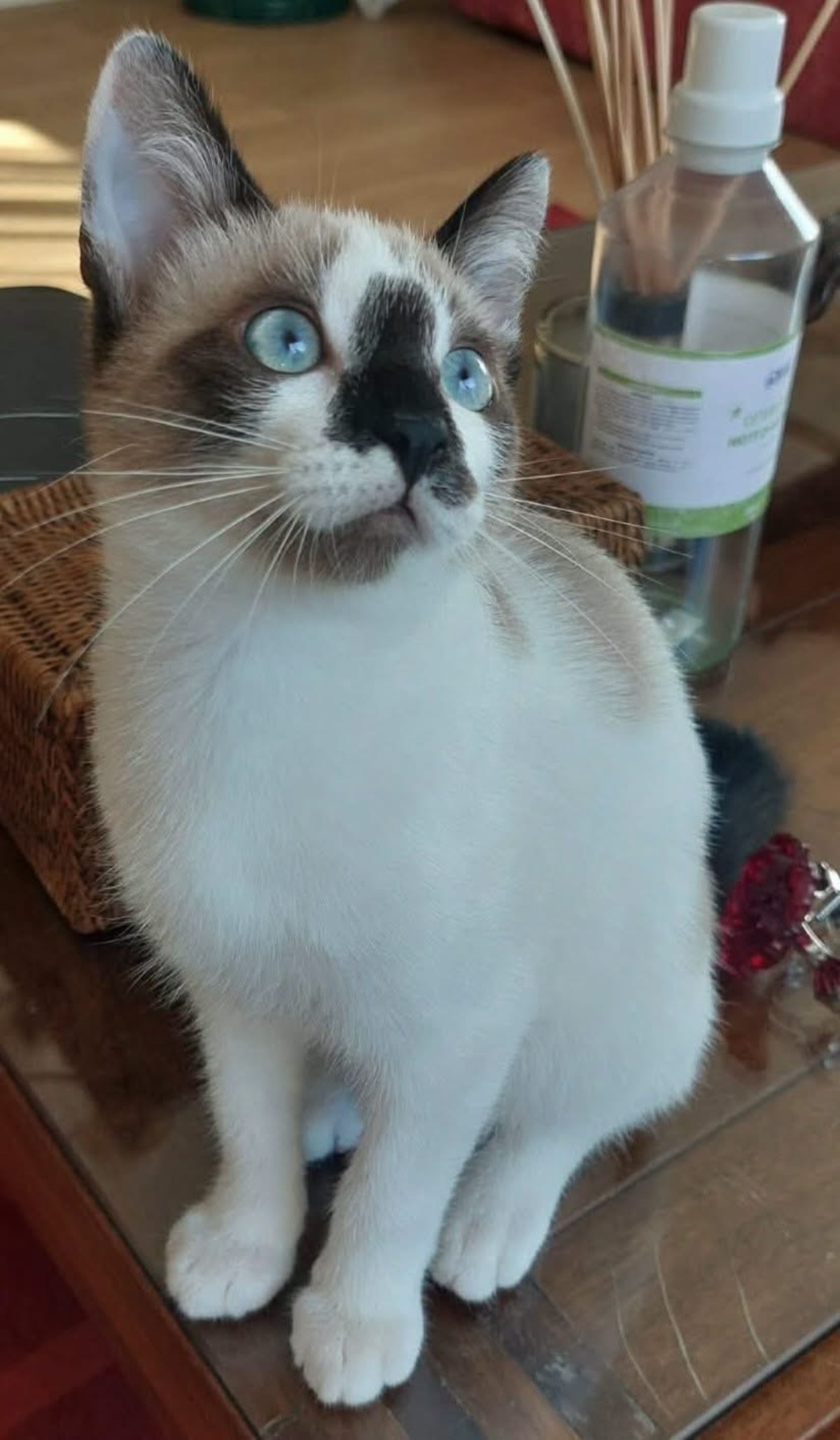 Adoption Tinito Duo Fernandito