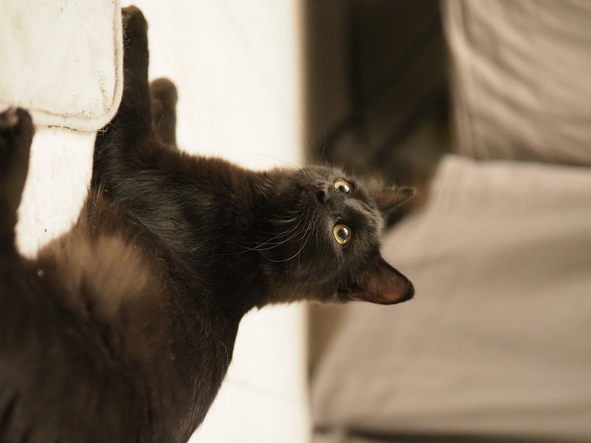 Adoption Berlioz
