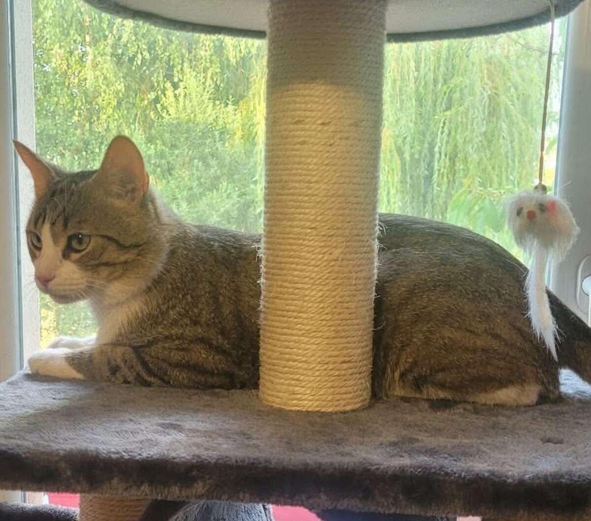 Adoption Tommy