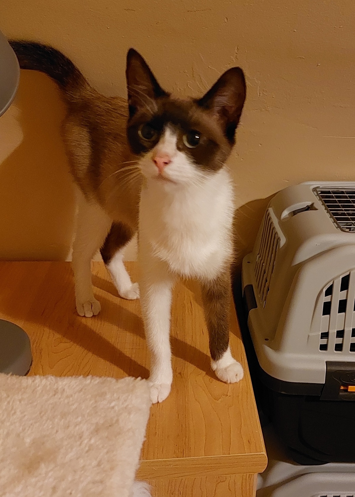 Adoption Calipso