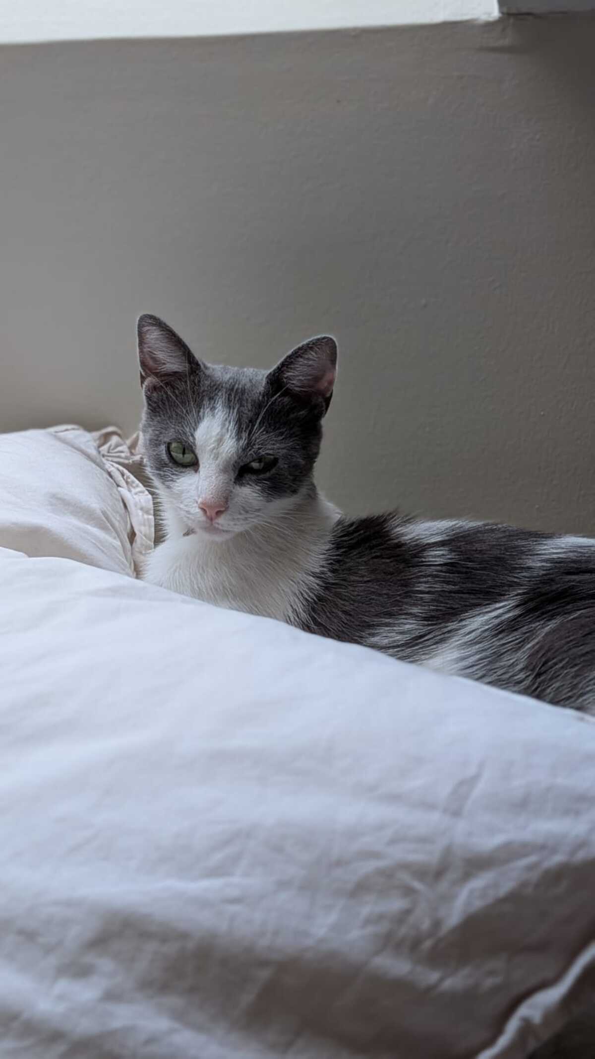 Adoption Friponne
