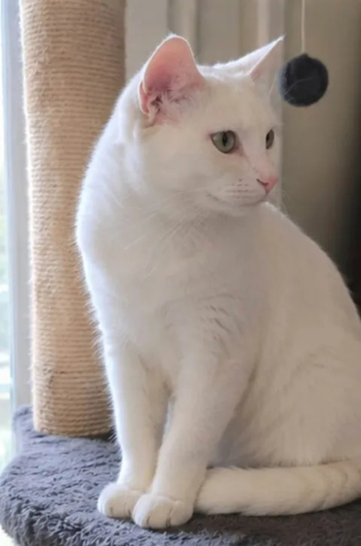 Adoption Bianca