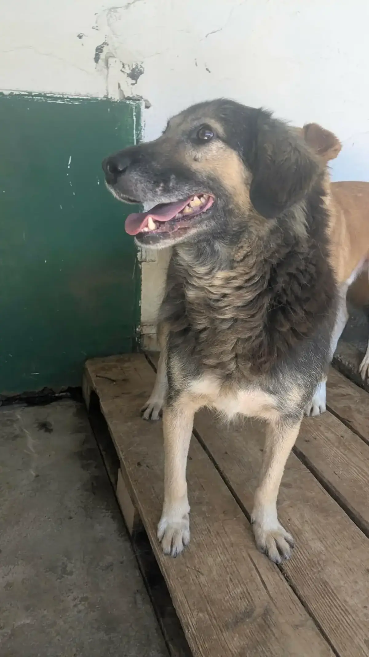 Adoption Sully