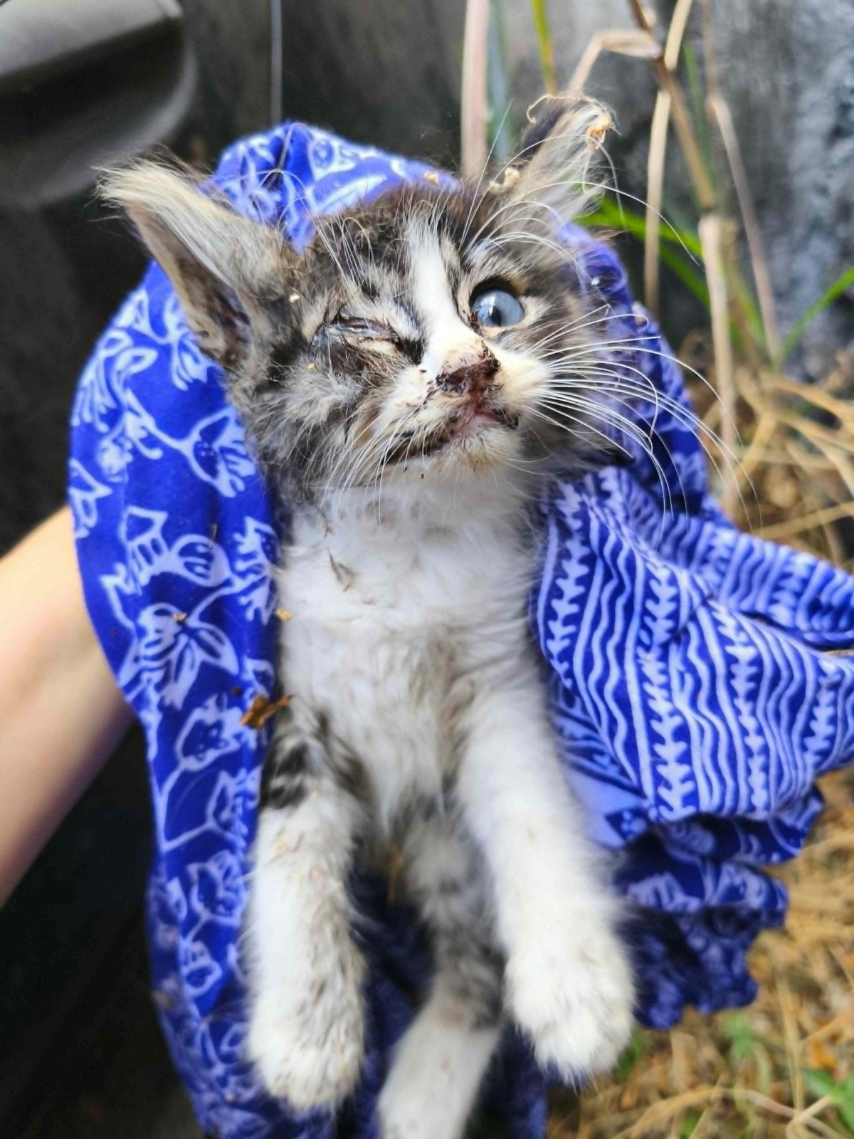 Adoption MANNY