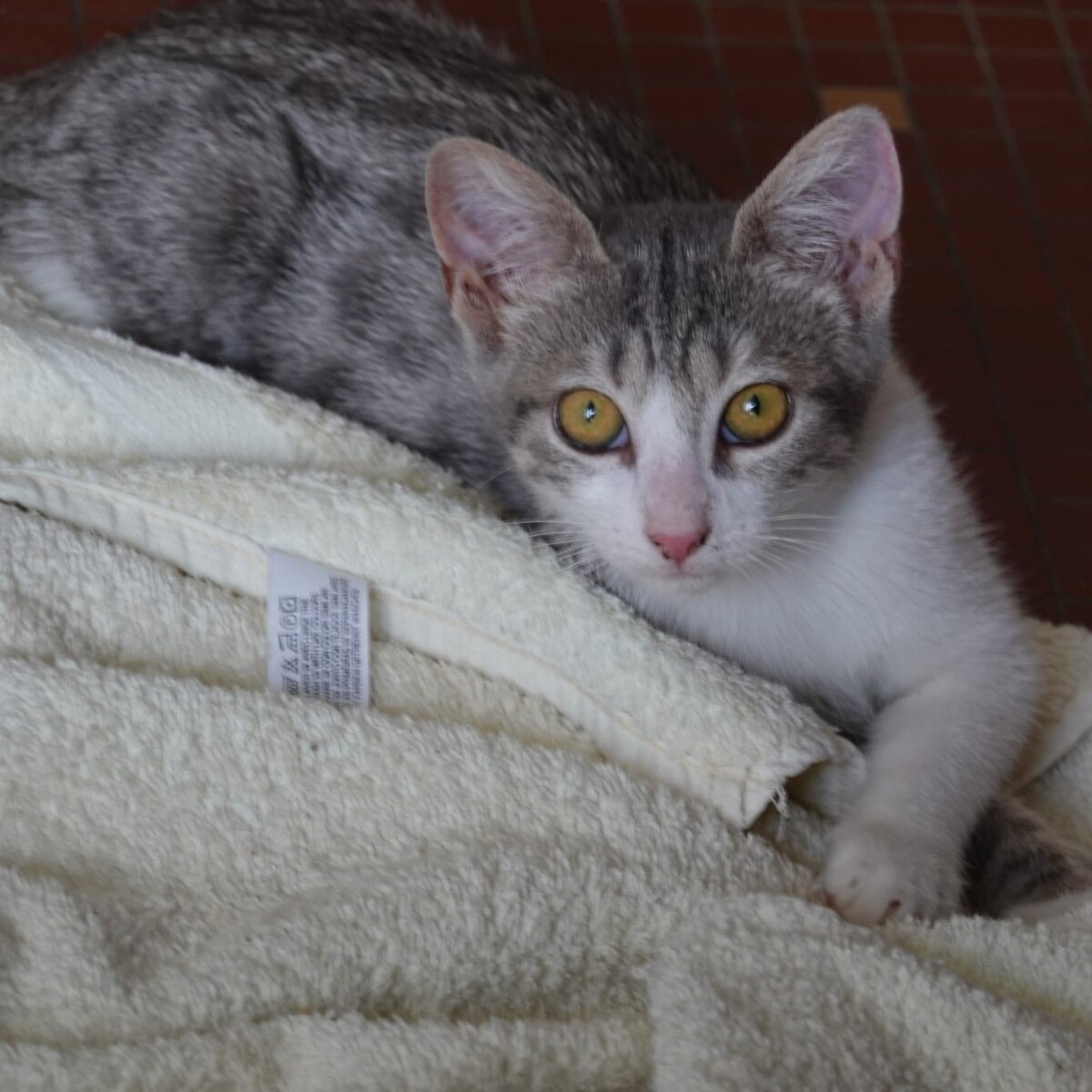 Adoption Betty