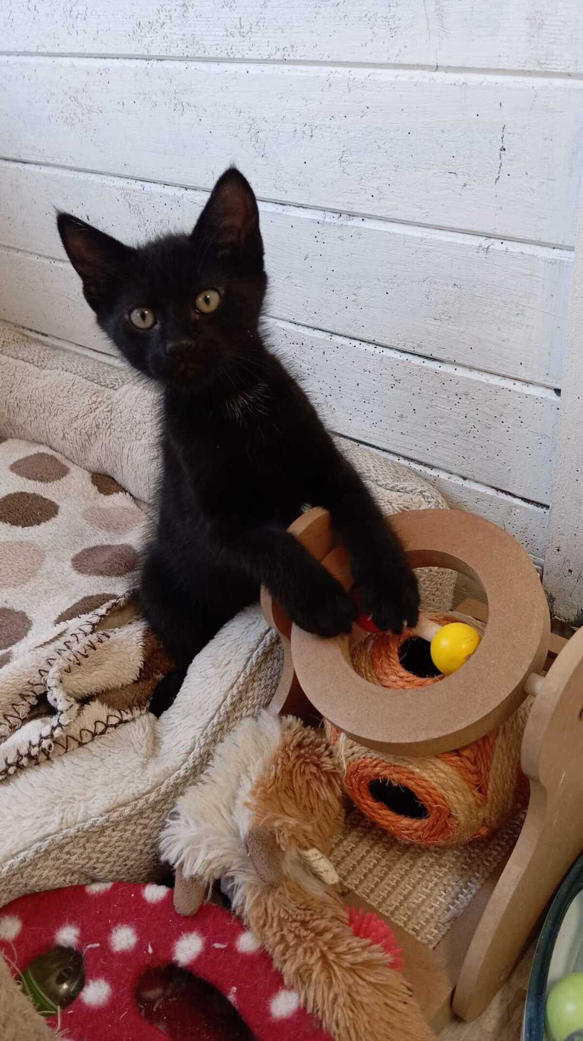 Adoption BALTHAZAR
