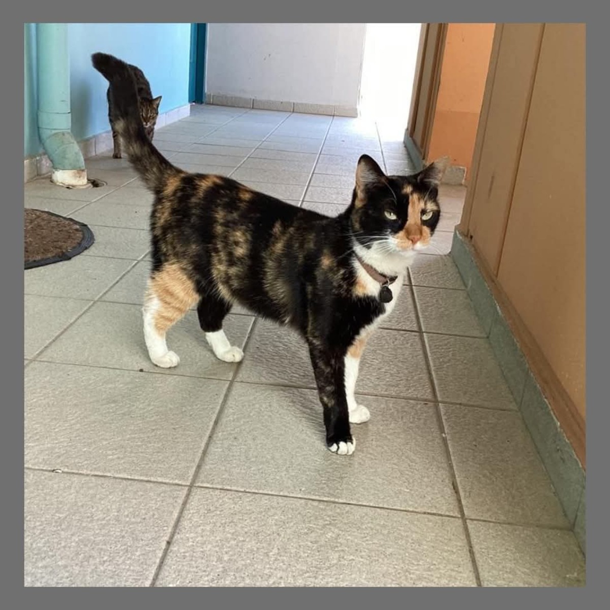 Adoption Kyara