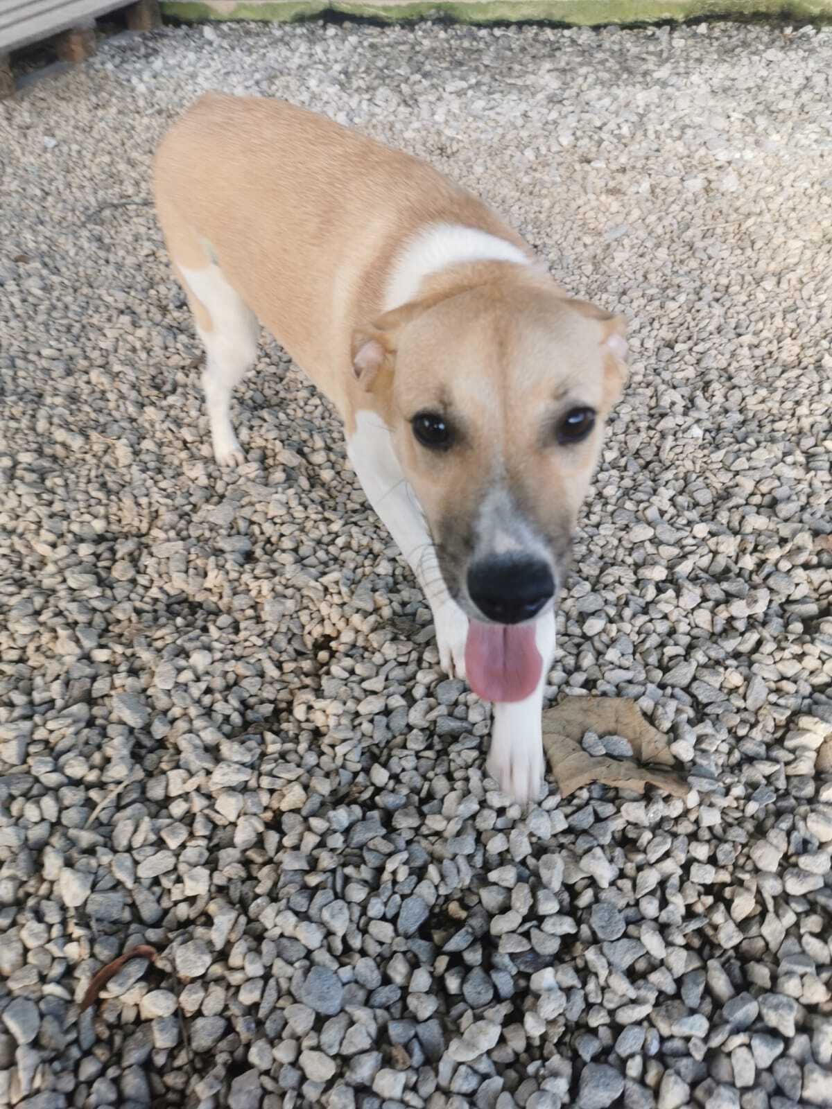 Adoption Harper