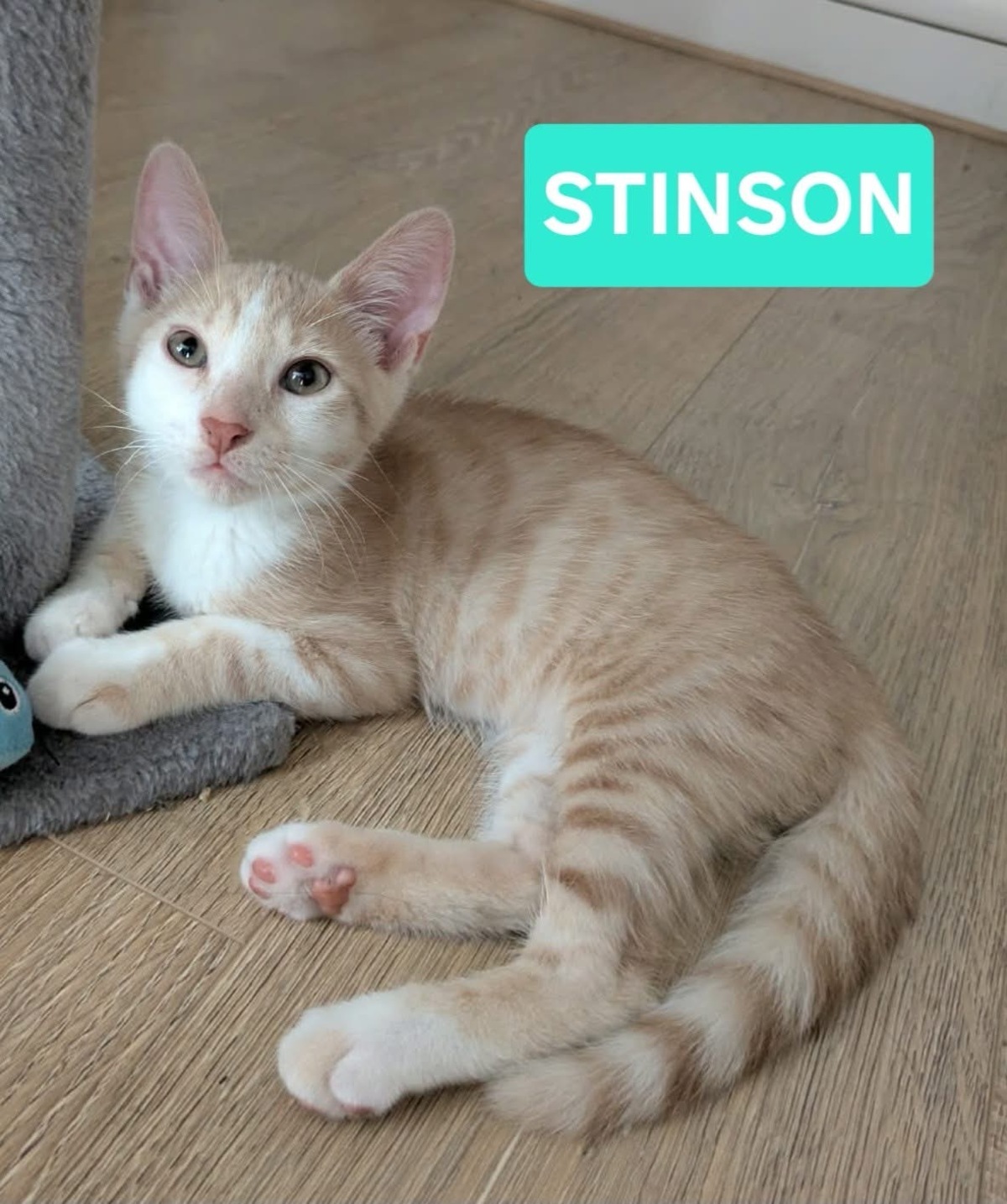 Adoption STINSON ET MOSBY