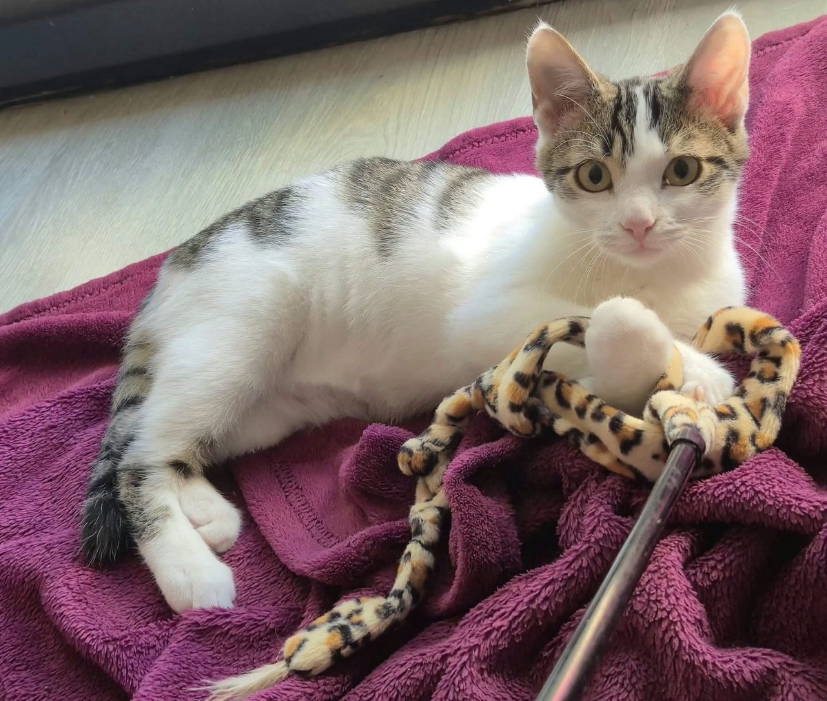 Adoption Bonifacio 