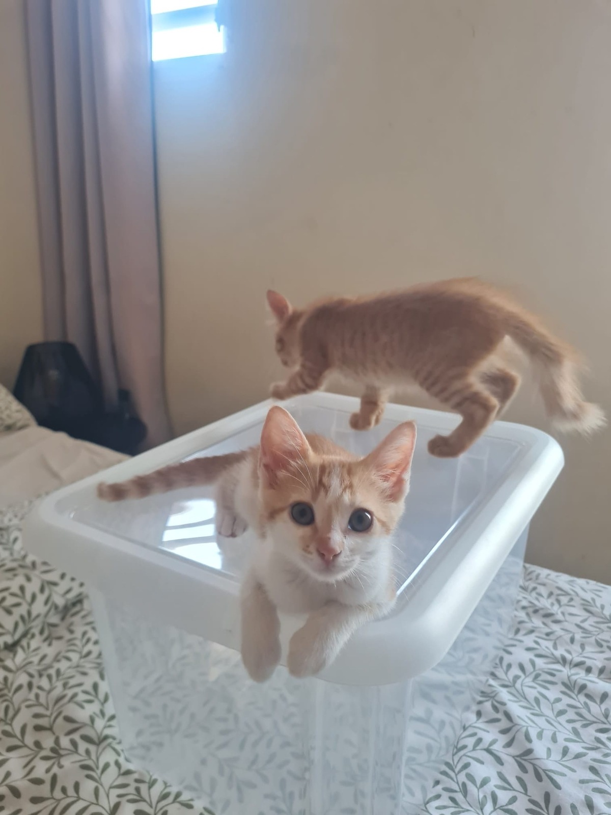 Adoption Noisette