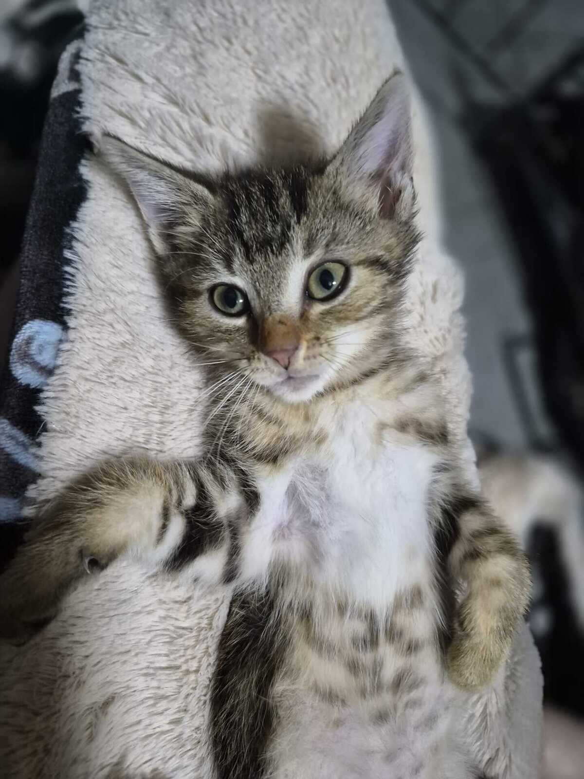 Adoption Woody