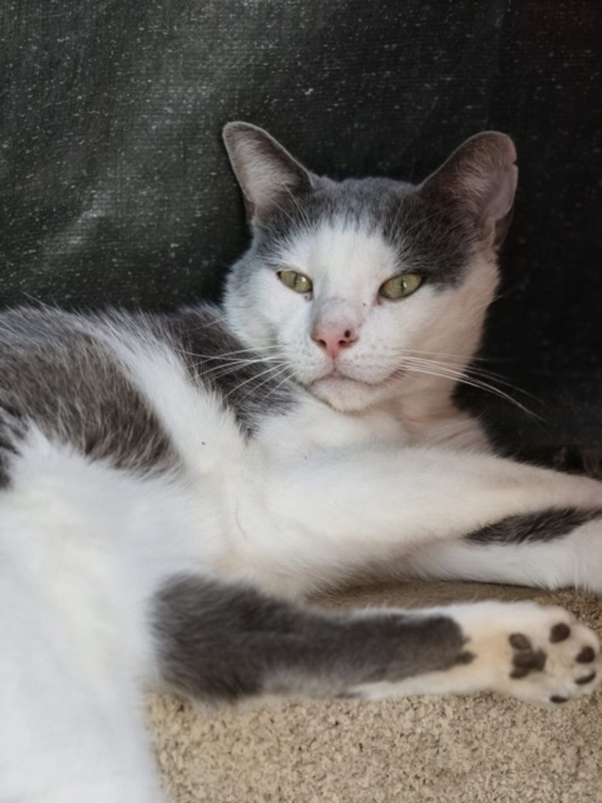 Adoption Nuage