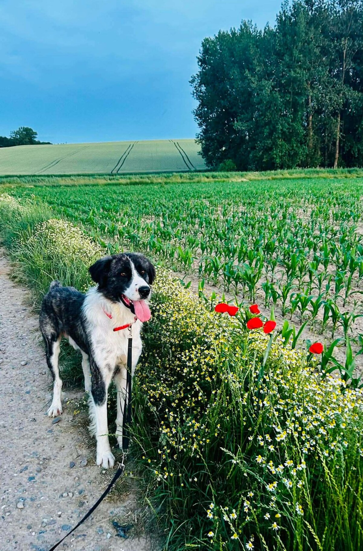 Adoption Paddy