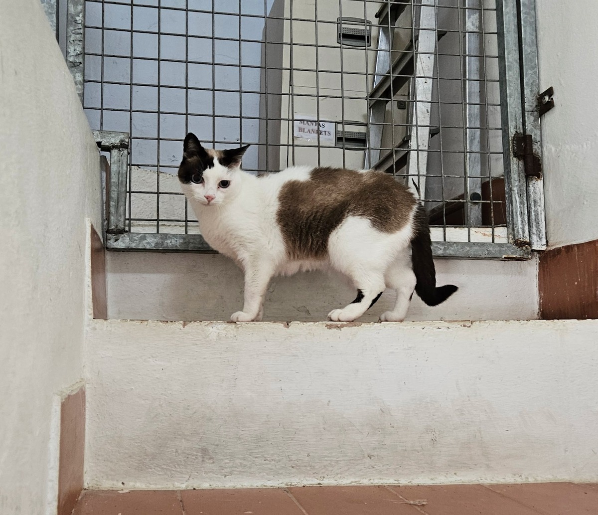 Adoption Fendi