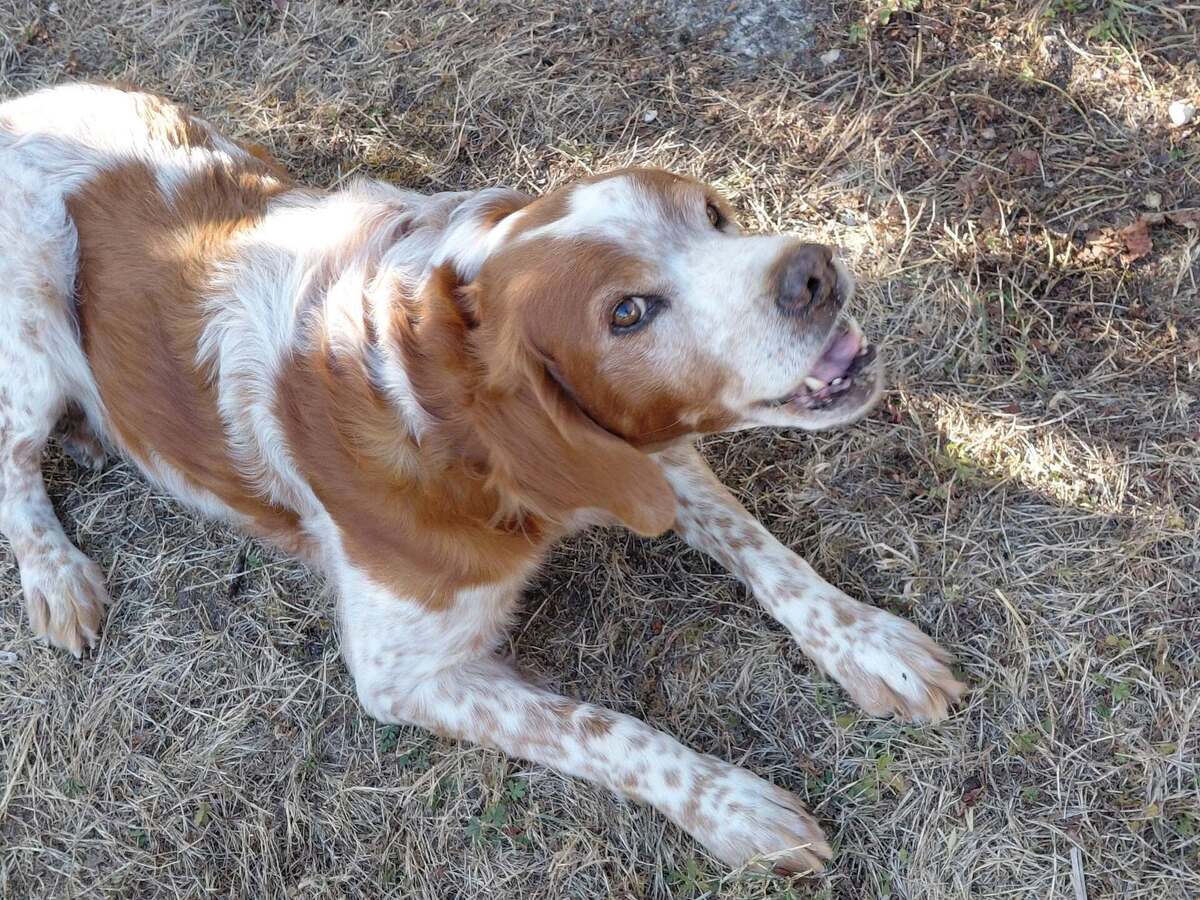 Adoption Loupiot