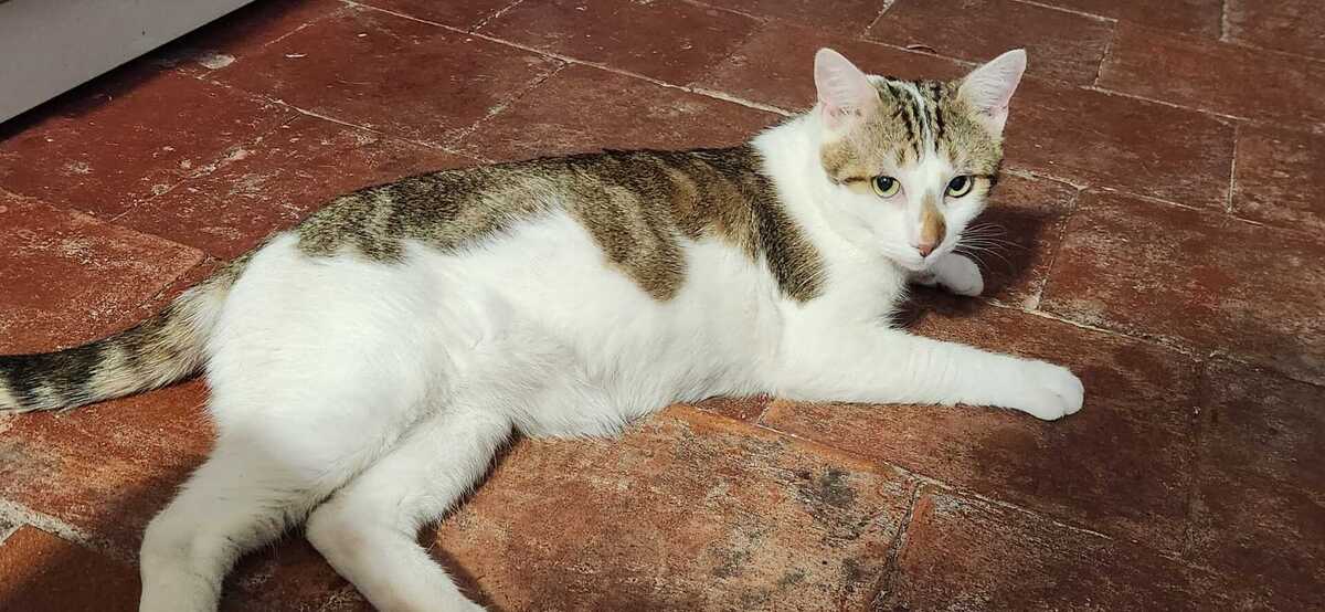 Adoption Basil