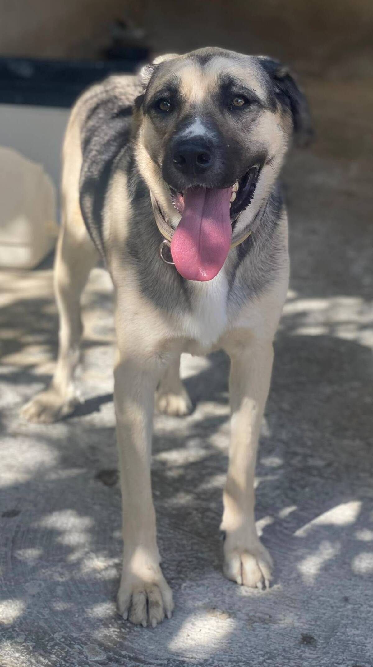 Adoption Poppy