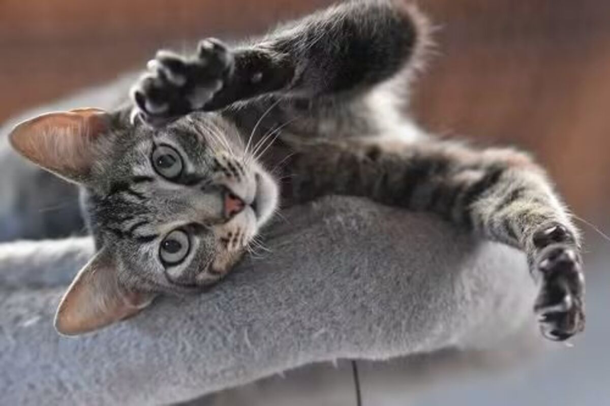 Adoption Wess