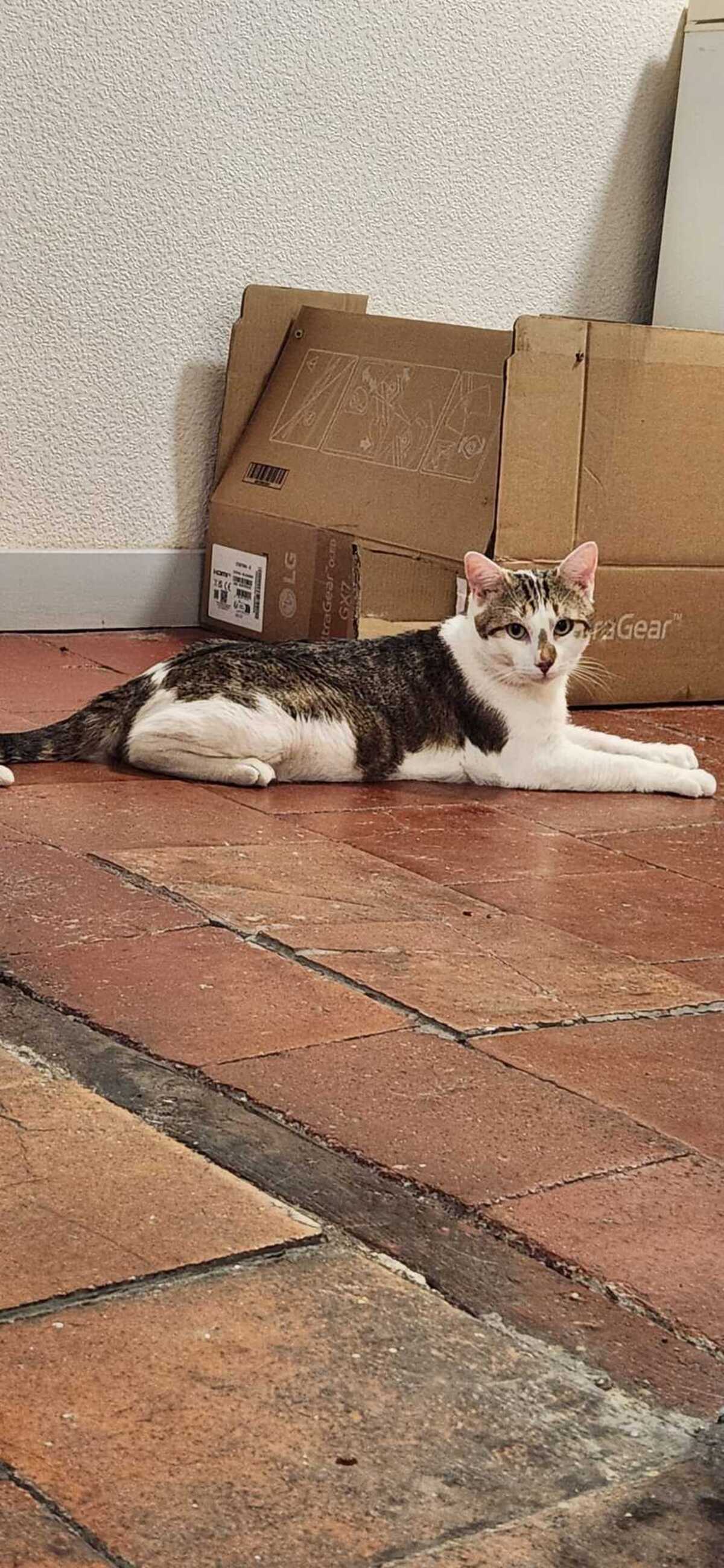Adoption Basil