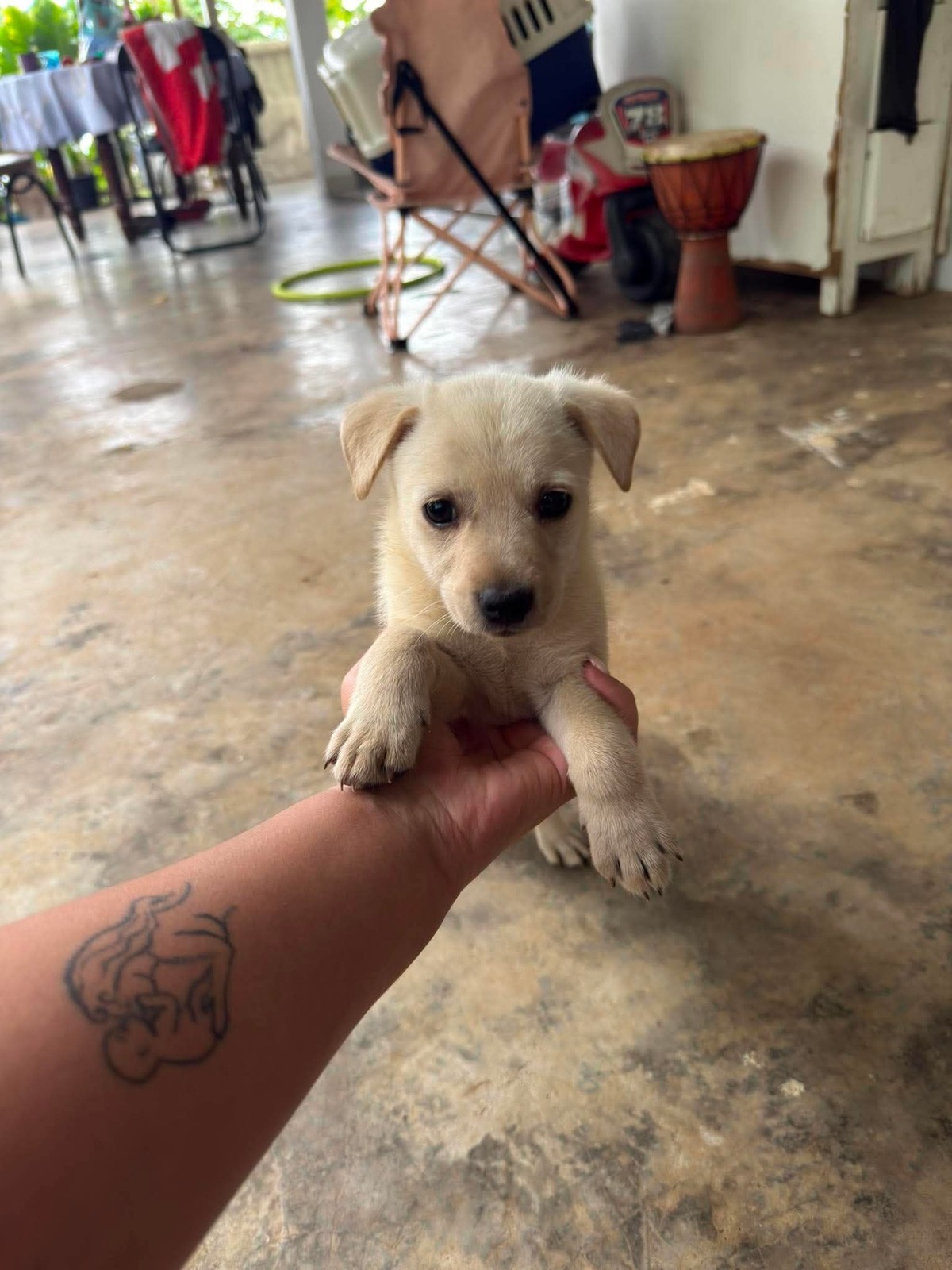 Adoption Aslan
