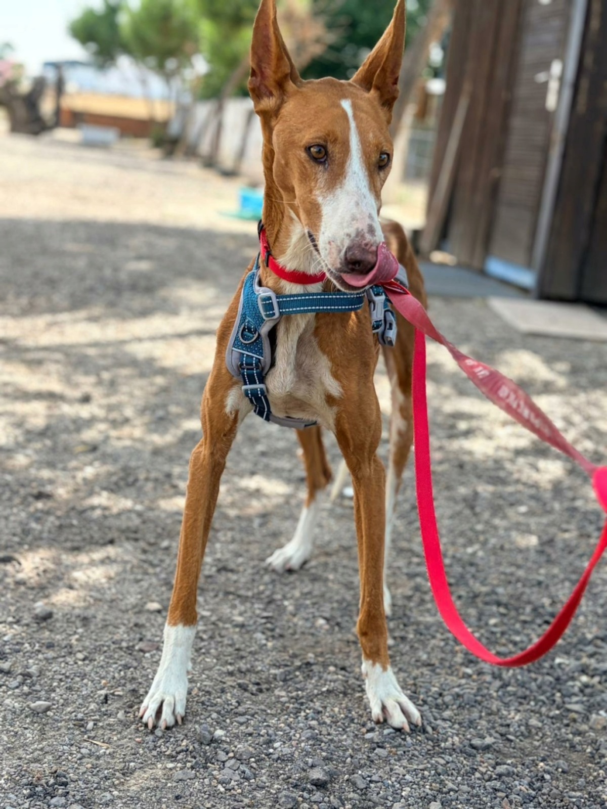 Adoption ibiza