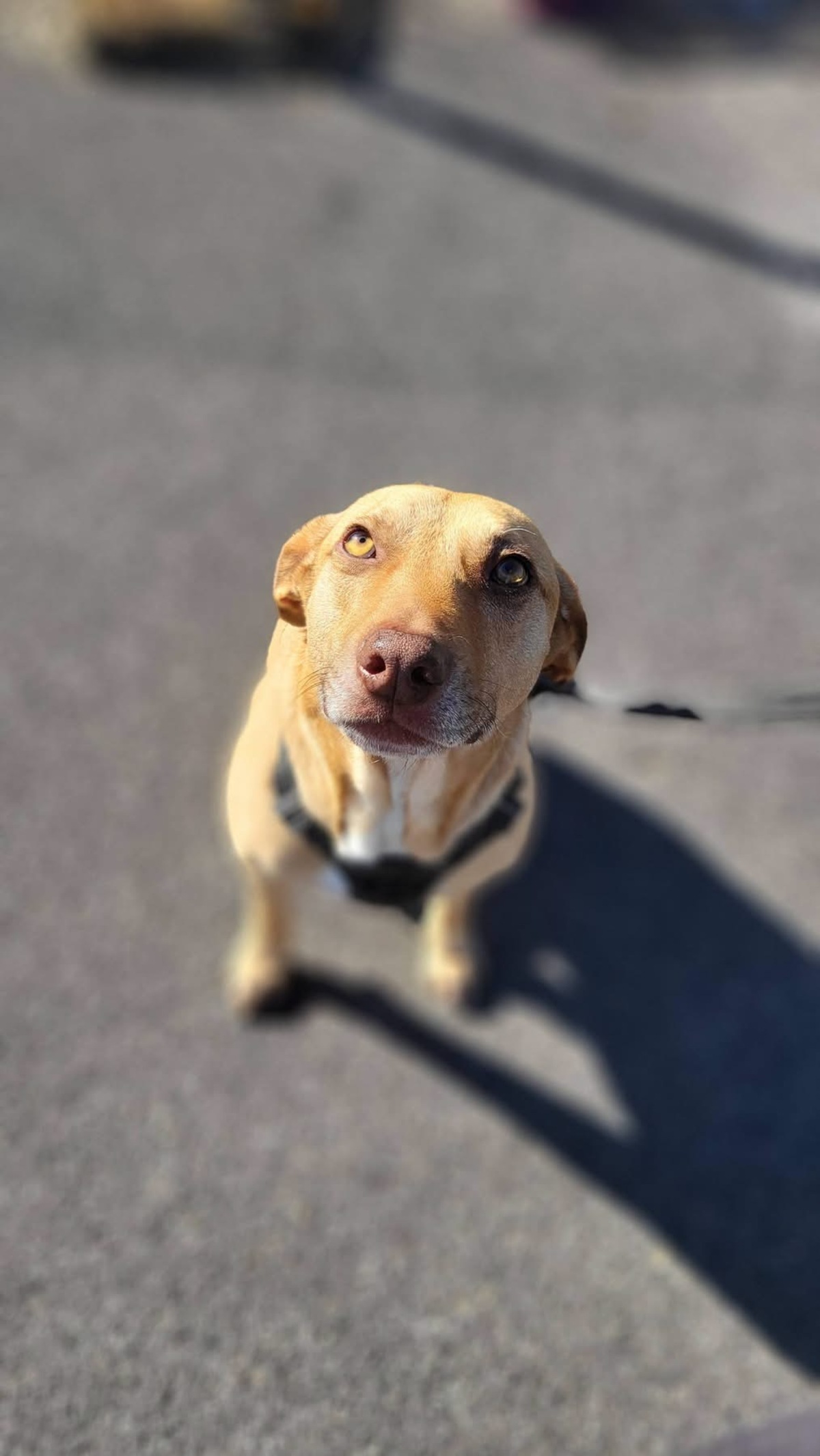 Adoption Fifi