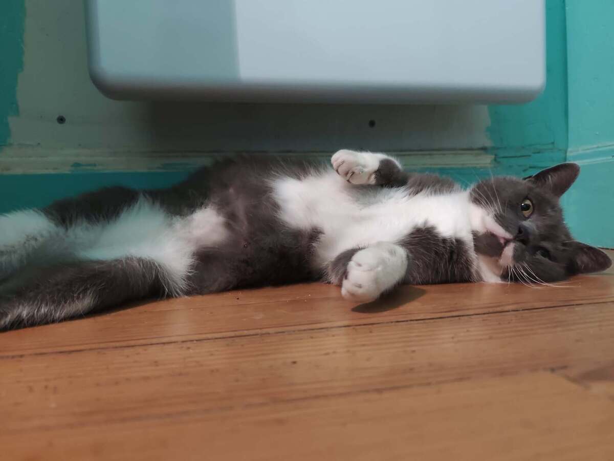 Adoption Balthazar 