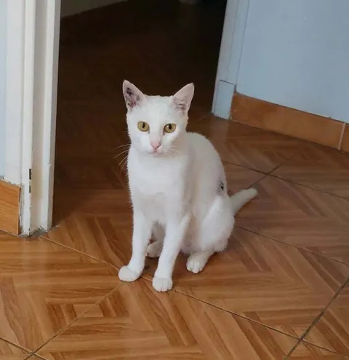 Adoption Bianca