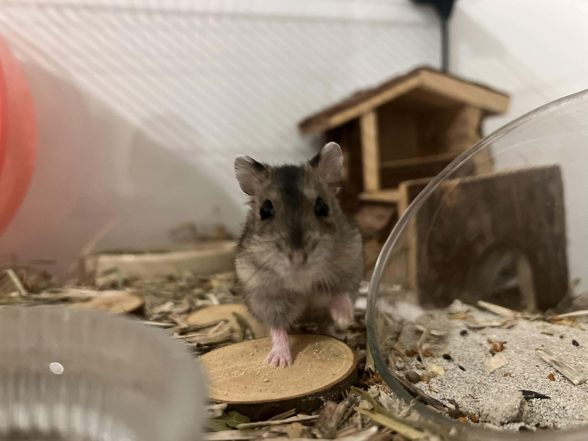 Adoption Marcel