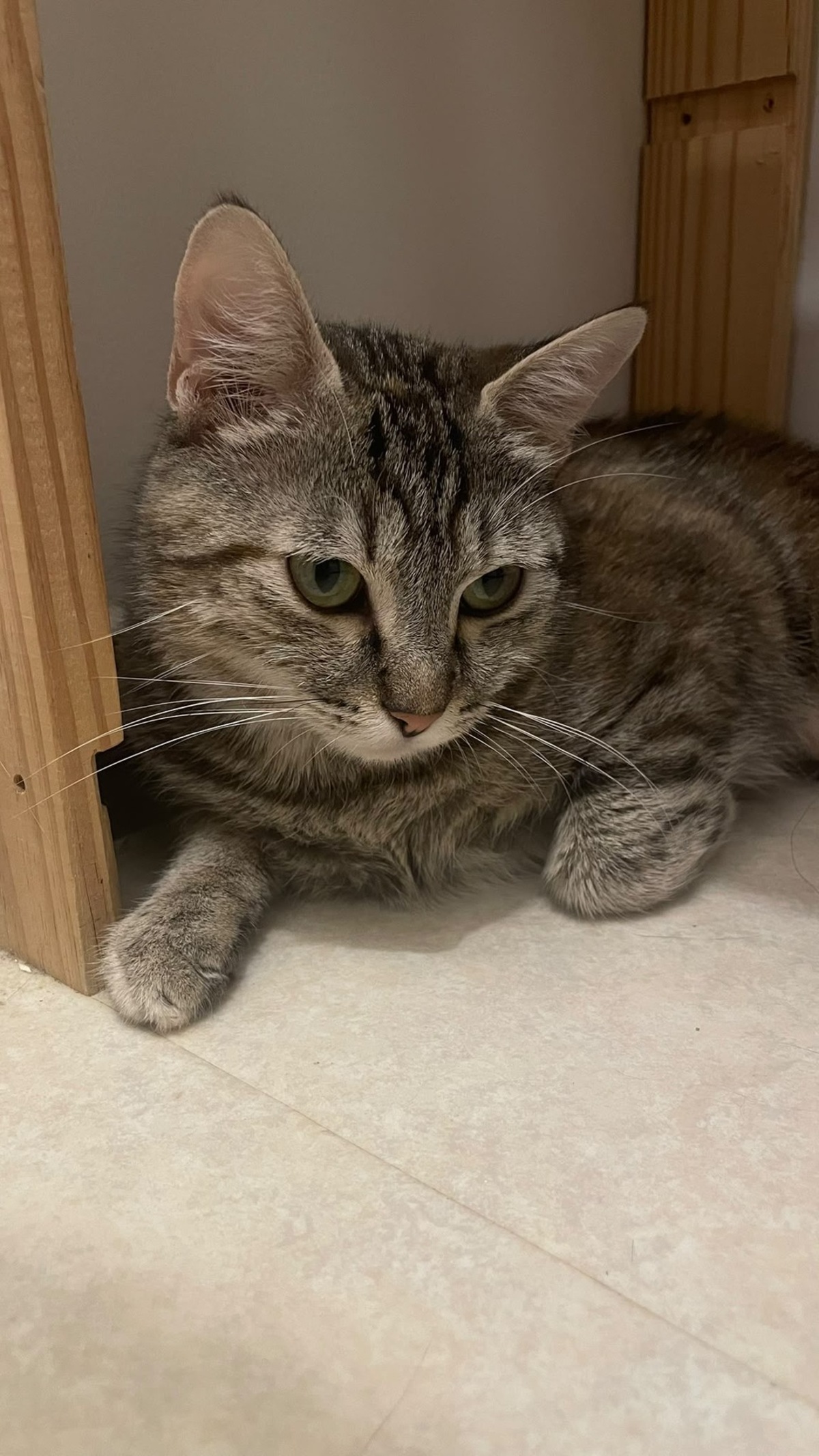 Adoption Fricassée