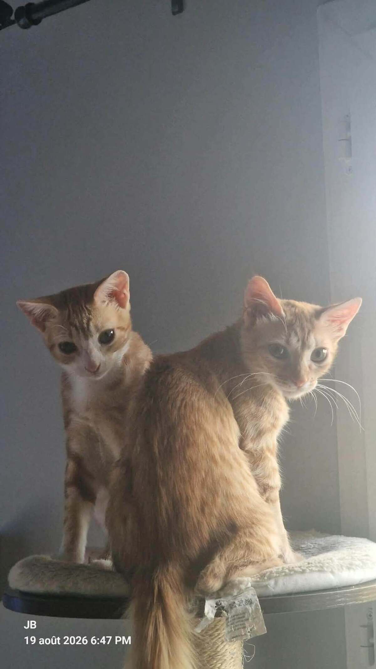 Adoption CYRINE et YSEE